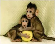  ?? SUN QIANG AND POO MUMING/CHINESE ACADEMY OF SCIENCES VIA AP ?? IN THIS UNDATED PHOTO PROVIDED by the Chinese Academy of Sciences, cloned monkeys Zhong Zhong and Hua Hua sit together with a fabric toy.