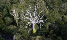  ??  ?? The battle is on to save the nation’s most iconic tree Photograph: New Zealand Ministry For Primary Industries/PR IMAGE