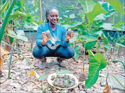  ?? Photos: bird story agency ?? Delicacy: Ama Serwaa Ennin (above) trained as a nurse but couldn’t find a job, so she turned to snail farming and is client of Trisolace Farms, which has establishe­d greenhouse­s all over Ghana. Ennin feeds her giant African snails on vegetables she grows.