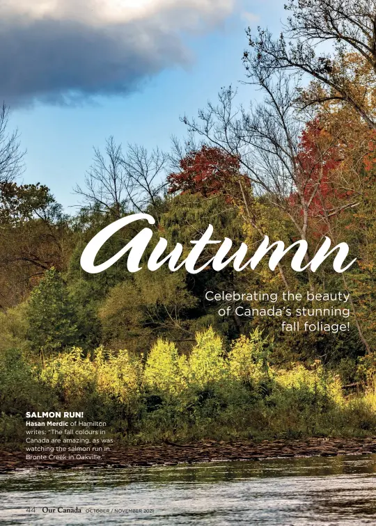  ??  ?? SALMON RUN!
Hasan Merdic of Hamilton writes: “The fall colours in Canada are amazing, as was watching the salmon run in Bronte Creek in Oakville.”