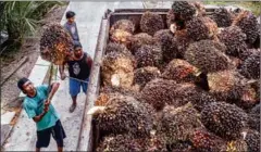  ?? AFP ?? Indonesia, the world’s largest producer of palm oil, prohibited its export the previous week to rein in skyrocketi­ng domestic prices and shortages.