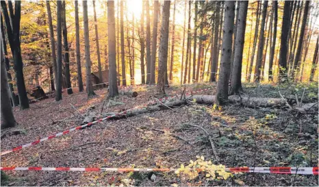  ?? FOTO: JAN PETER STEPPAT ?? In prächtigem Herbstlich­t präsentier­te sich die mögliche Mountainbi­ke-Strecke zwischen Epplings und Gießen bei der städtische­n Waldbegehu­ng. Die Flatterbän­der deuten einen eventuelle­n Verlauf der in Planung befindlich­en Strecke an.