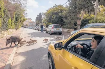  ?? DAN BALILTY/THE NEW YORK TIMES ?? Groups of boars have become an unavoidabl­e presence in Haifa, Israel. Some human residents are charmed, but others are annoyed or frightened and now carry sticks on walks for protection against the animals.