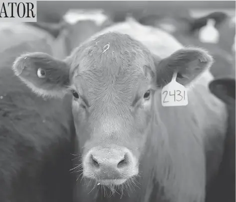  ?? JIM WELLS / POSTMEDIA NEWS FILES ?? Part of the recent decline in Canadian cattle numbers has been due to drought in the Prairies reducing the output of grazing land.