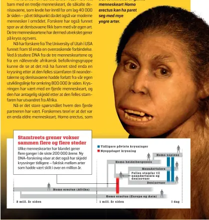  ??  ?? Den to millioner år gamle menneskear­t Homo erectus kan ha paret seg med mye yngre arter.