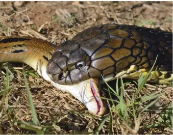  ??  ?? Clockwise from top: a hatchling at Agumbe climbs a tree past colourful cup fungi; the female lays 20–30 eggs in her nest, covers them with leaves and guards them for two or three months; king cobras inject smaller snakes with their venom and then...