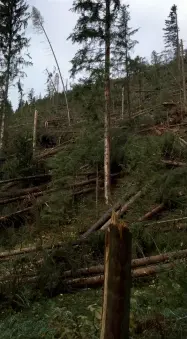  ??  ?? Le raffiche di vento hanno toccato i 130 chilometri l’ora. Gli alberi sono stati abbattuti dal forte vento e dalla pioggia che ha creato un fronte compatto