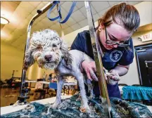  ?? NICK GRAHAM PHOTOS / STAFF ?? Austin Sexton, a senior from Warren County Career Center’s Veterinary Science program, grooms a rescued poodle Wednesday at The Humane Society of Warren County. The humane society is caring for 111 rescued poodles.