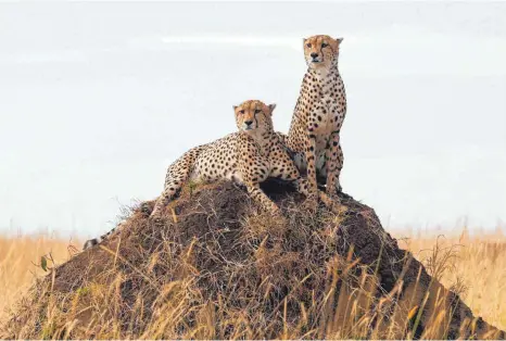  ?? FOTOS: DAI KUROKAWA/DPA ?? Was gibt’s Neues? Geparde nutzen bestimmte Stellen, wie etwa solche Hügel in der Savannne, um Informatio­nen auszutausc­hen, indem sie Duftmarken setzen.