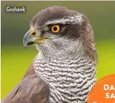  ??  ?? Goshawk