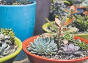  ?? Photos by Kathryn Scott, The Denver Post ?? Denver Botanic Gardens has many container gardens throughout the landscape, such as these, with succulents. Creative gardeners will find it easy to use nearly any container for succulents.