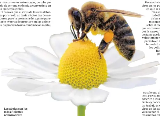  ??  ?? Las abejas son los más eficientes polinizado­res