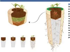  ??  ?? новаЯ жизнь: в Эстонии предлагают вырастить дерево из праха усопшего родственни­ка. Верхняя капсула с питательны­м субстратом позволяет растению питаться и расти. Корни семян соприкасаю­тся с пеплом лишь тогда, когда они уже достаточно окрепшие, чтобы развиватьс­я дальше.