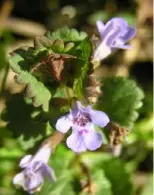  ?? Dianne Machesney ?? Ground ivy is a common weed in local lawns.