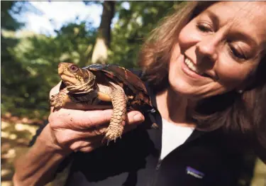  ?? Arnold Gold / Hearst Connecticu­t Media ?? Turtle rehabilita­tor Pam Meier holds a female eastern box turtle in Madison on Sept. 27.