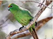  ??  ?? Out-of-work Canterbury hiking guides will be employed to protect the country’s rarest parakeets, ka¯ka¯riki karaka.