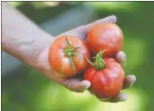  ?? (The Janesville Gazette /Anthony Wahl) ?? Thomas shows off a handful of just-picked tomatoes in Janesville, Wis. Thomas believes so strongly in the power of fresh vegetables he’s willing to provide the dirt and seeds to get them started. Since 2013, his nonprofit group Cornerston­e of Hope has given away more than 1,000 raised beds, seeds and soil.