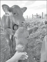  ??  ?? Cattle are being raised in every county of our state with Morton County being the largest raisin a total of 115,000 cows, most of them beef cows.