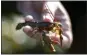  ?? THE ASSOCIATED PRESS ?? A marine biologist holds a young lobster on Friendship Long Island, Maine.