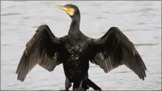  ?? (DR) ?? Un cormoran.