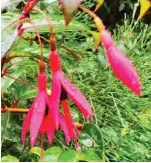  ??  ?? DEVON Clare Crews, 53, saw this fuchsia, a spring plant, at Kingswear