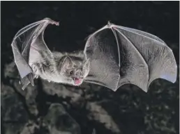  ?? SHERRI AND BROCK FENTON/AAAS VIA AP ?? Vampire bats survive on a diet of blood only.