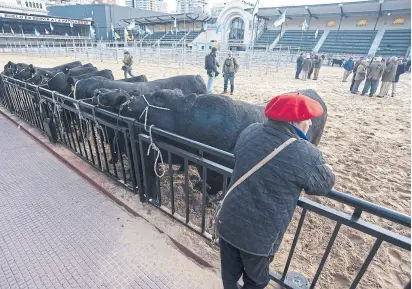  ?? Patricio pidal/afv ?? Las cabañas podrán ofrecer animales con mayor confiabili­dad