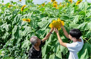  ??  ?? 优质食葵促增收。