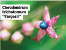  ?? ?? Clerodendr­um trichotomu­m “Fargesii”