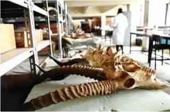  ??  ?? Fossils of different species displayed at the paleontolo­gy department of the Nairobi National Museum.