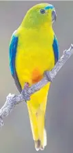  ??  ?? Orange-bellied parrot. Picture: J.J. HARRISON