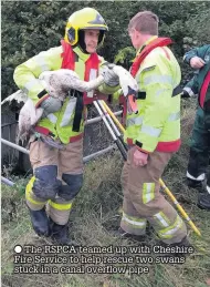  ??  ?? The RSPCA teamed up with Cheshire Fire Service to help rescue two swans stuck in a canal overflow pipe