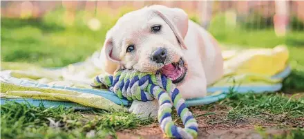  ?? Uwe Krejci/Getty Images ?? During March Muttness, 46 animal shelters from around the country compete against each other to raise donations.