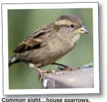  ??  ?? Common sight…house sparrows, above, and long-tailed tits, below