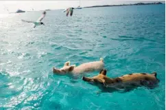  ??  ?? Right: meet the world-famous swimming pigs.