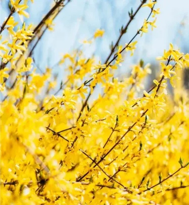  ?? ?? HOW TO GROW Forsythia is an easy shrub to grow in sun or light shade, doing best on rich soil since it’s a hungry plant.
Its mid-green leaves can look rather plain after the flowers have faded, so plan to grow something else nearby to supply interest from early summer onwards.