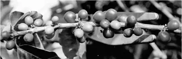  ??  ?? Ripe coffee fruits are seen at a coffee plantation. The Central Highlands is Vietnam’s largest coffee growing area, where the harvest of the 2018/19 crop year is underway. — Reuters photo