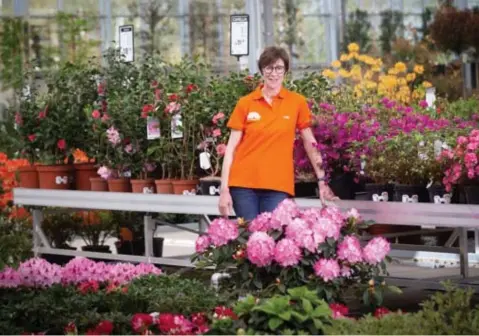  ?? FOTO KAREL HEMERIJCKX ?? Marleen Theys van Floralux in Ham: “Veel planten zijn gedumpt of weggegeven, bijvullen wordt een intensief werk.”