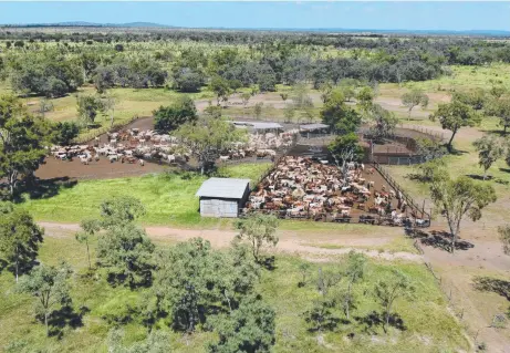  ??  ?? QUALITY CATTLE: Gunnadoo Station, near Mount Coolon, will go to auction at Jupiters tomorrow. SLANEY’S PRINCIPAL HENRY
SLANEY