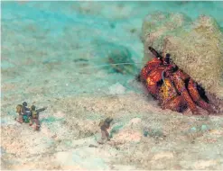  ??  ?? White-spotted hermit crab (Dardanus megistos) off Mabul Island, Sabah, Malaysia.