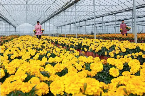  ??  ?? 1 de noviembre de 2017. Trabajador­as cuidan flores en un jardín en el distrito de Hai’an, provincia de Jiangsu.