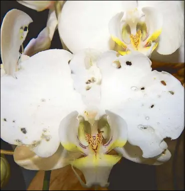  ??  ?? Lycaenid damage on Phalaenops­is. Take note of the eaten up anther cap and the partially consumed pollinia. This is characteri­stic of lycaenid damage. As the caterpilla­r grows bigger, it finishes off the pollinia. Orchid pollinia are rich in nucleic...