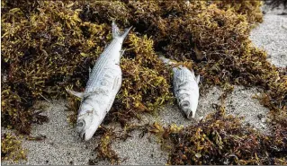  ?? RICHARD GRAULICH / THE PALM BEACH POST ?? Dead fish wash up on the beach south of Donald Ross Road during an outbreak of red tide in Juno Beach on Wednesday.