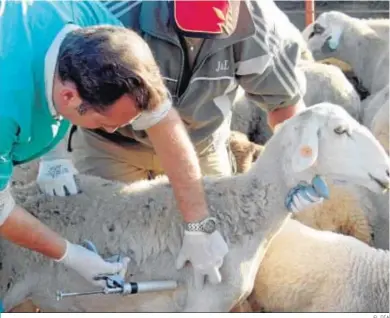  ?? EL DÍA ?? Un veterinari­o vacuna a una oveja.