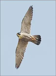  ??  ?? MAJESTIC Peregrine falcons were found nesting in Horatia House, Somers Town