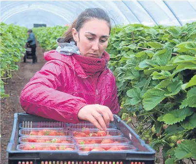  ?? Picture: Paul Smith. ?? Eastern European pickers like Marin Georgiana Madalinp make an important contributi­on to the continuing success of the Angus soft fruit industry.