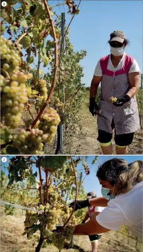  ??  ?? 1
2 1 Vindima começou ontem nas vinhas Pedra Cancela, em Oliveira de Barreiros, em Viseu 2 Corte da uva é seletivo para eliminar os bagos podres