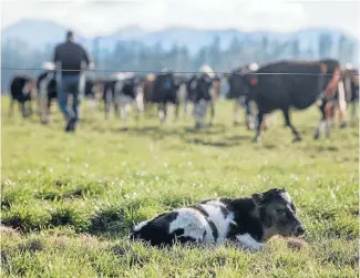  ??  ?? Dairy farmers almost give a sigh of relief after Fonterra’s payout forecast rises.