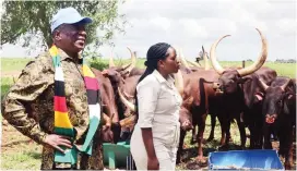  ?? ?? President Mnangagwa, who is on his annual leave, checks his cattle (above) and maize crop (below) at his Precabe Farm in Kwekwe recently