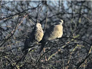  ?? Dave Steel ?? Collared doves